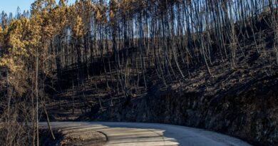 BLM project to reduce wildfire risk